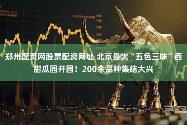 郑州配资网股票配资网址 北京最大“五色三味”西甜瓜园开园!200余品种集结大兴